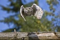 Owl flying over the log