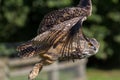 Owl flying. Side view close up. Eagle-owl Bubo bubo bird of pr