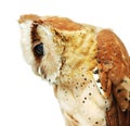 Owl focus at the eyes isolated on the white background Royalty Free Stock Photo