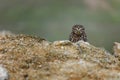 Owl in foggy morning. Little owl, Athene noctua, peaks out from behind stone, looking angry or strictly. Owl of Athena Royalty Free Stock Photo