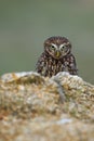 Owl in foggy morning. Little owl, Athene noctua, peaks out from behind stone, looking angry or strictly. Owl of Athena Royalty Free Stock Photo