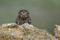 Owl in foggy morning. Little owl, Athene noctua, peaks out from behind stone, looking angry or strictly. Owl of Athena Royalty Free Stock Photo