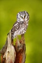 Owl in the forest. Boreal owl, Aegolius funereus, sitting on larch tree trunk with clear green forest background. Wildlife scene f