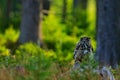 Owl in forest habitat, sitting on old tree trunk. Eurasian Eagle Owl with big orange eyes, Germany. Bird in autumn wood, beautiful