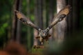 Magic bird barn owl, Tito alba, flying above stone fence in forest cemetery. Wildlife scene nature. Urban wildlife. Animal behavio Royalty Free Stock Photo