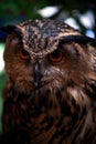 Owl from forest in Thailand 4 Royalty Free Stock Photo
