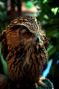 Owl from forest in Thailand