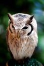 Owl from forest in Thailand