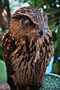 Owl from forest in Thailand 2