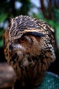 Owl from forest in Thailand 3