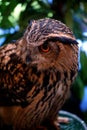 Owl from forest in Thailand 5