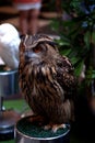 Owl from forest in Thailand 6