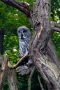 Owl, friendly animals at the Prague Zoo. Royalty Free Stock Photo