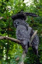 Owl, friendly animals at the Prague Zoo. Royalty Free Stock Photo