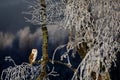 Owl in frosty morning. Barn owl, Tyto alba, perched on icy birch. Beautiful bird with heart-shaped face illuminated by first sun Royalty Free Stock Photo