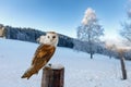 Owl in frosty morning. Barn owl, Tyto alba, perched on snowy fence at countryside. Beautiful bird with heart-shaped face. Hunter Royalty Free Stock Photo