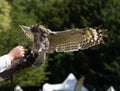 Owl in full flight landing on the hands of the trainer