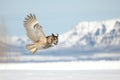 owl gliding over snowy landscape, mountains in distance Royalty Free Stock Photo