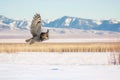 owl gliding over snowy landscape, mountains in distance Royalty Free Stock Photo