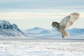 owl gliding over snowy landscape, mountains in distance Royalty Free Stock Photo