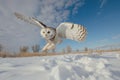 owl gliding towards the camera, just above a snowy landscape Royalty Free Stock Photo