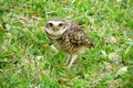 Owl on grass Royalty Free Stock Photo