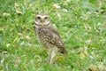 Owl on grass Royalty Free Stock Photo