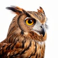 Ultradetailed Sideview Owl On White Background Stock Photo