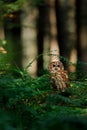 Owl in green forest. Tawny owl, Strix aluco, perched in green bracken. Beautiful brown owl in morning sunrays.