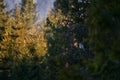 Owl in habitat. Ural Owl, Strix uralensis, sitting on tree branch, in green leaves oak forest, Wildlife scene from nature. Habitat Royalty Free Stock Photo