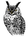 Owl hand drawn, black and white isolated vector illustration