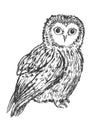 Owl hand drawn, black and white isolated vector illustration. wild owl drawn in ink Royalty Free Stock Photo