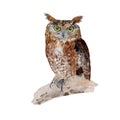 Owl isolated on white background .owl Hand painted Watercolor illustration. Royalty Free Stock Photo