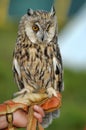 Owl on hand Royalty Free Stock Photo