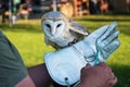 Barn owl on handler`s glove Tyto alba Royalty Free Stock Photo