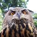 Owl head Royalty Free Stock Photo