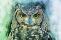 Owl head - painted with watercolor. Bird illustration.