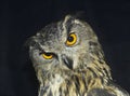 Owl head shot Royalty Free Stock Photo