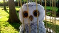 Owl Hedwig in a cage Harry Potter