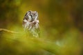 Owl hidden in the green larch tree. Bird with big yellow eyes. Boreal owl in the orange leave autumn forest in central Europe.