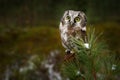 Owl hidden in the green larch tree. Bird with big yellow eyes. Boreal owl in the orange leave autumn forest in central Europe.