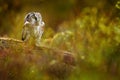 Owl hidden in the green larch tree. Bird with big yellow eyes. Boreal owl in the orange leave autumn forest in central Europe. Royalty Free Stock Photo