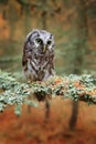 Bird with big yellow eyes. Autumn bird. Boreal owl in the orange leave autumn forest in central Europe. Detail portrait of bird in Royalty Free Stock Photo