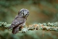 Boreal owl in the orange leave autumn forest in central Europe. Detail portrait of bird in the nature habitat, France. Owl hidden