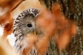 Owl hidden portrait. Ural owl, Strix uralensis, perched on old oak tree covered by wet orange leaves. Beautiful grey owl in nature Royalty Free Stock Photo