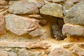 Owl hidden in stone wall, urban wildlife. Little Owl, Athene noctua, bird in the nature old house habitat, stone castle wall in Hu