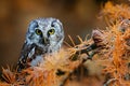 Owl hidden in the yellow larch tree. Bird with big yellow eyes. Boreal owl in the orange leave autumn forest in central Europe. Royalty Free Stock Photo