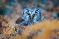 Owl hidden in the yellow larch tree. Bird with big yellow eyes. Boreal owl in the orange leave autumn forest in central Europe. Royalty Free Stock Photo