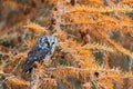 Owl hidden in the yellow larch tree. Bird with big yellow eyes. Boreal owl in the orange leave autumn forest in central Europe.