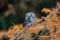 Owl hidden in the yellow larch tree. Bird with big yellow eyes. Boreal owl in the orange leave autumn forest in central Europe.